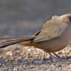 Buntings Sparrows Seedeaters And All